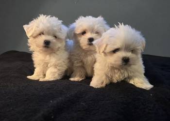 Maltańczyk maltanczyki