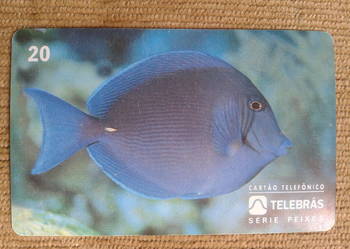 ACANTHURUS CHIRURGUS - RYBA ZAMIESZKUJĄCA PŁYTKIE RAFY