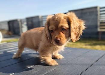 Schweenie Jamnik & Shihtzu długowłose