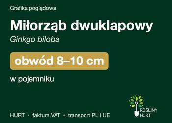 Miłorząb dwuklapowy (Ginkgo biloba) obwód 8-10 cm, z bryłą – HURT