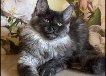 Koteczka Maine Coon Ofelia
