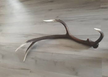 Poroże z jelenia zrzut