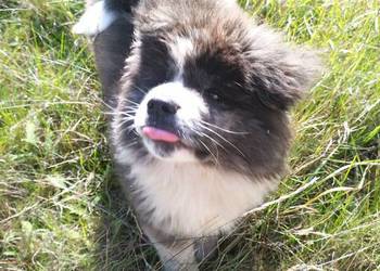 Szczenięta Japońska Akita Inu Szczenięta Japońska Akita Inu