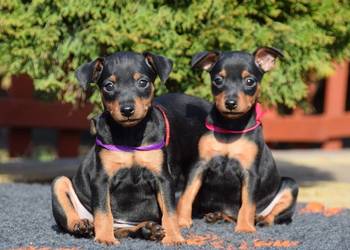 Szczenięta Pinczer Miniaturowy ZKWP fci