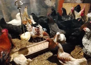 Młode kurki nioski 18 tydzien