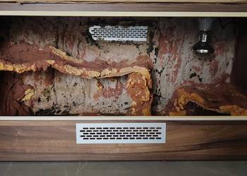 Gekon lamparci + wyposażenie + terrarium ( zestaw )