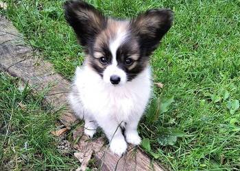 Papillon Spaniel Kontynentalny miniaturowy