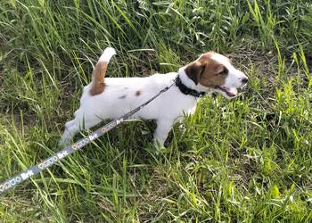 Piesek Jack Russell Terrier FCI ZKwP-Wrocław