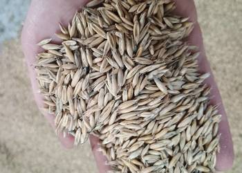 Owies poker po centrali