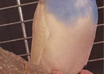 Papuga falista oswojona