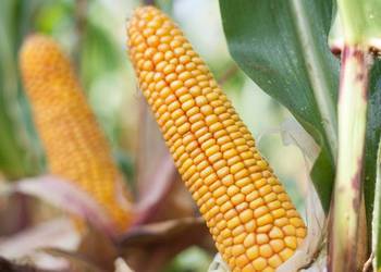 Nasiona kukurydzy  ROSOMAK