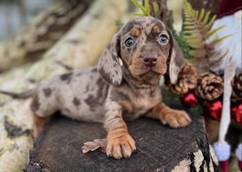 Wyjątkowa! Sunia Jamnik miniaturowy Choco merle z rodowodem