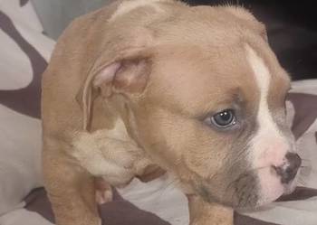 AMERICAN STAFFORDSHIRE TERRIER PIES