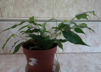 Ficus / fikus Benjamina