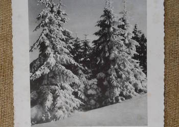 ŚWIERKI ZIMĄ OPSYPANE ŚNIEGIEM