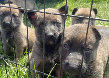 Szczeniak Owczarek Belgijski