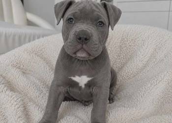 Amstaff blue