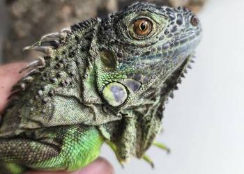 Legwan zielony Iguana iguana z legalnego sklepu terrarystycznego
