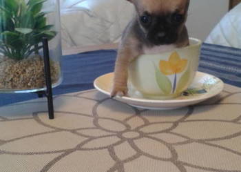 CHIHUAHUA - mini suczka