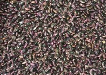 Sprzedam fasole tyczkową