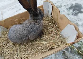 Samica zakocona mieszaniec