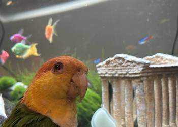 Barwinka białobrzucha