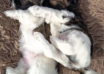 Suczka Shih-tzu