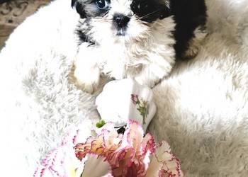 SHIH TZU piesek maleńki FCI
