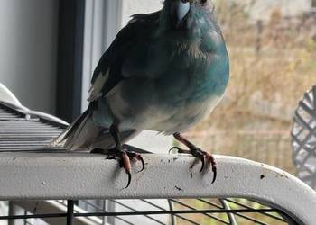 Ptak papuga kozia modrolotka niebieska