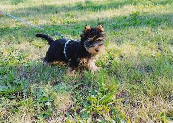 York Terirer Yorki