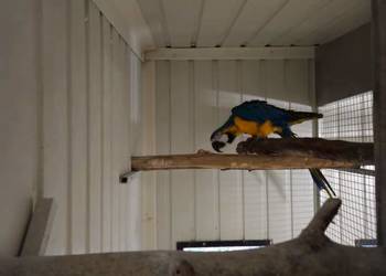 Samiec ara ararauna  do hodowli