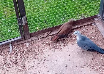 Śińiaczek  plamisty  para dorosła