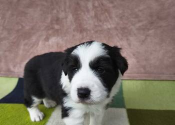 Szczeniaczki Border Collie