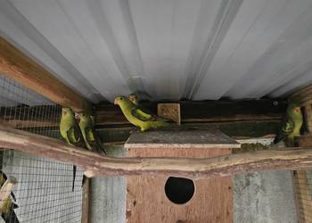 Sprzedam papugi Bergi, górskie