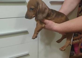 Jamnik krótkowłosy suczka merle