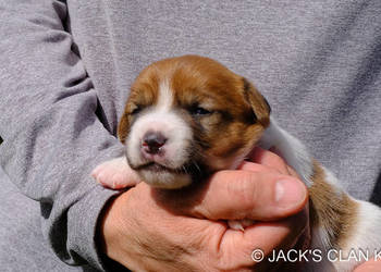 Jack Russell Terrier gładkowłosy ZKwP (FCI)
