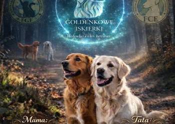 Szczenięta Golden Retriever- Rezerwacja miotu
