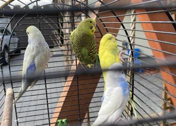 Sprzedam papugi faliste i zeberki
