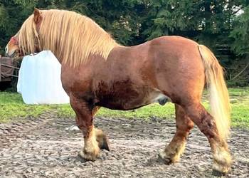 Ogier zimnokrwisty, sokólski ETYK 83pkt sprawdzony w hodowli, spokojny!