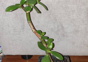 Grubosz, crassula drzewko szczęscia nr 3, wys. 31cm