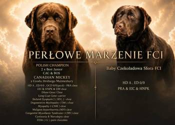 Labrador Retriever Zkwp/FCI - czekoladowe szczeniaki