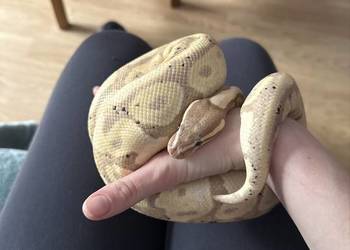 Pytony królewskie 2 samce Rezerwacja do 22.02