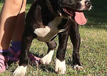 American Staffordsihre Terrier  szczeniak