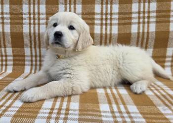 Golden Retriever szczeniaki