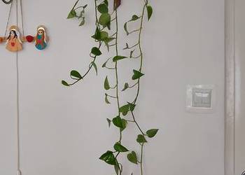 Filodendron pnący - kwiaty żywe ,zdrowe ,  dekoracyjne ,bardzo modne