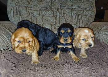 Śliczne Szczenięta Cocker Spaniel Angielski