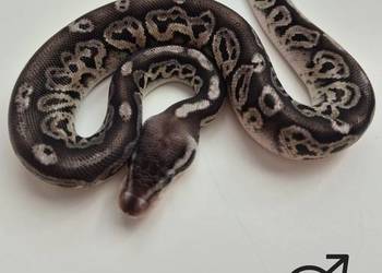 Pyton królewski Black Pewter 100% het Albino samiec