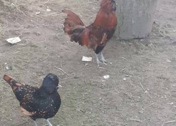 Para czubatek polskich