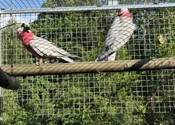 Kakadu Rózowe para
