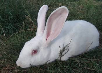 krółiki termondzkie